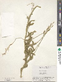 Lycopodium clavatum image