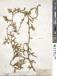 Lycopodium clavatum image