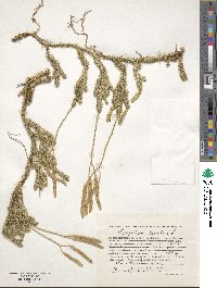 Lycopodium clavatum image