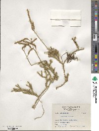 Lycopodium clavatum image