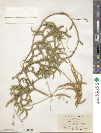 Lycopodium clavatum image