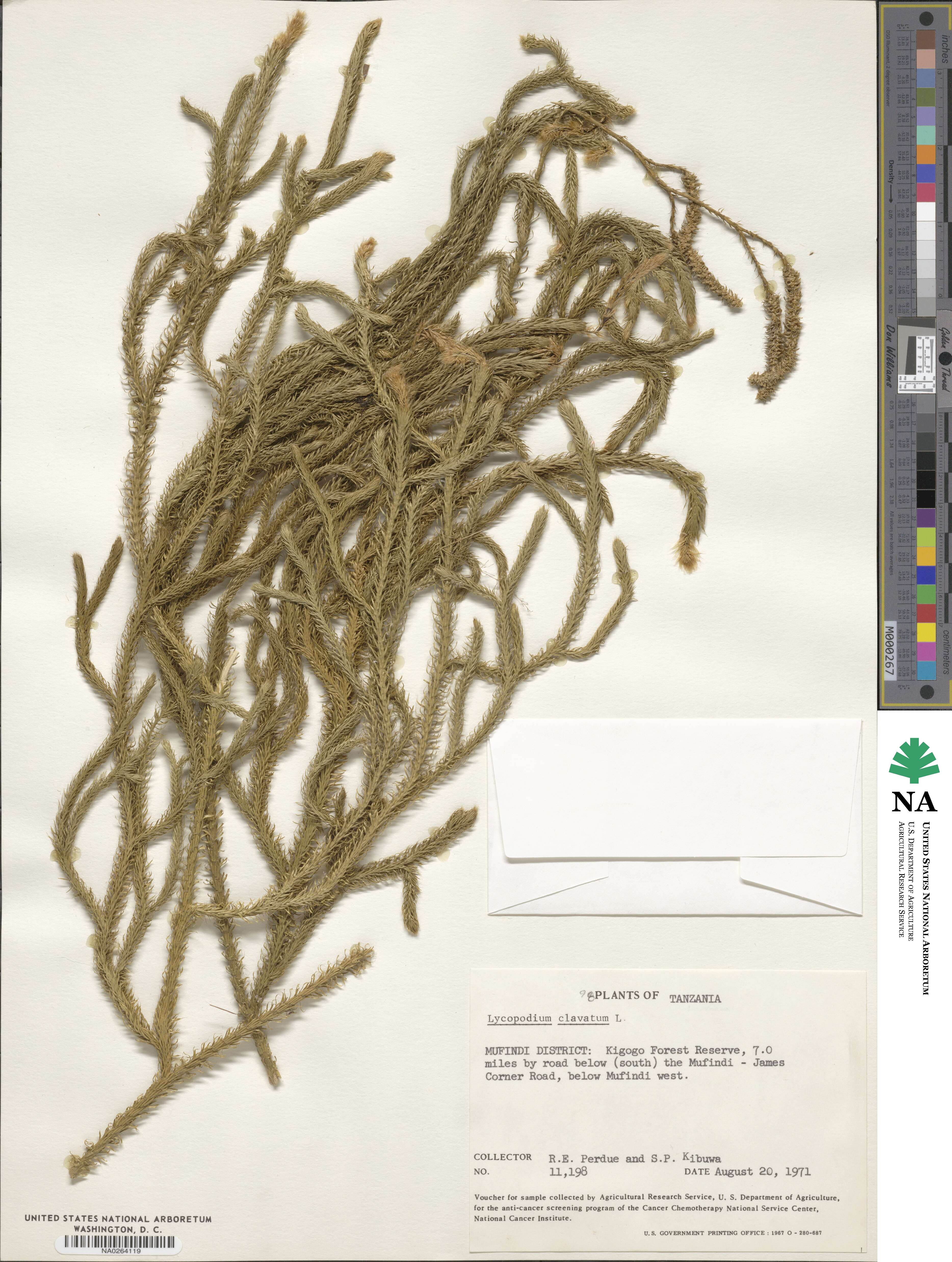 Lycopodium clavatum image