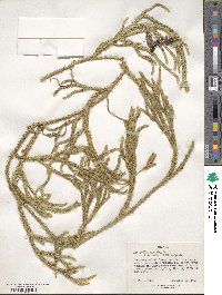 Lycopodium clavatum image