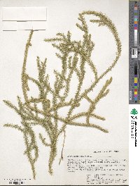 Lycopodium clavatum image