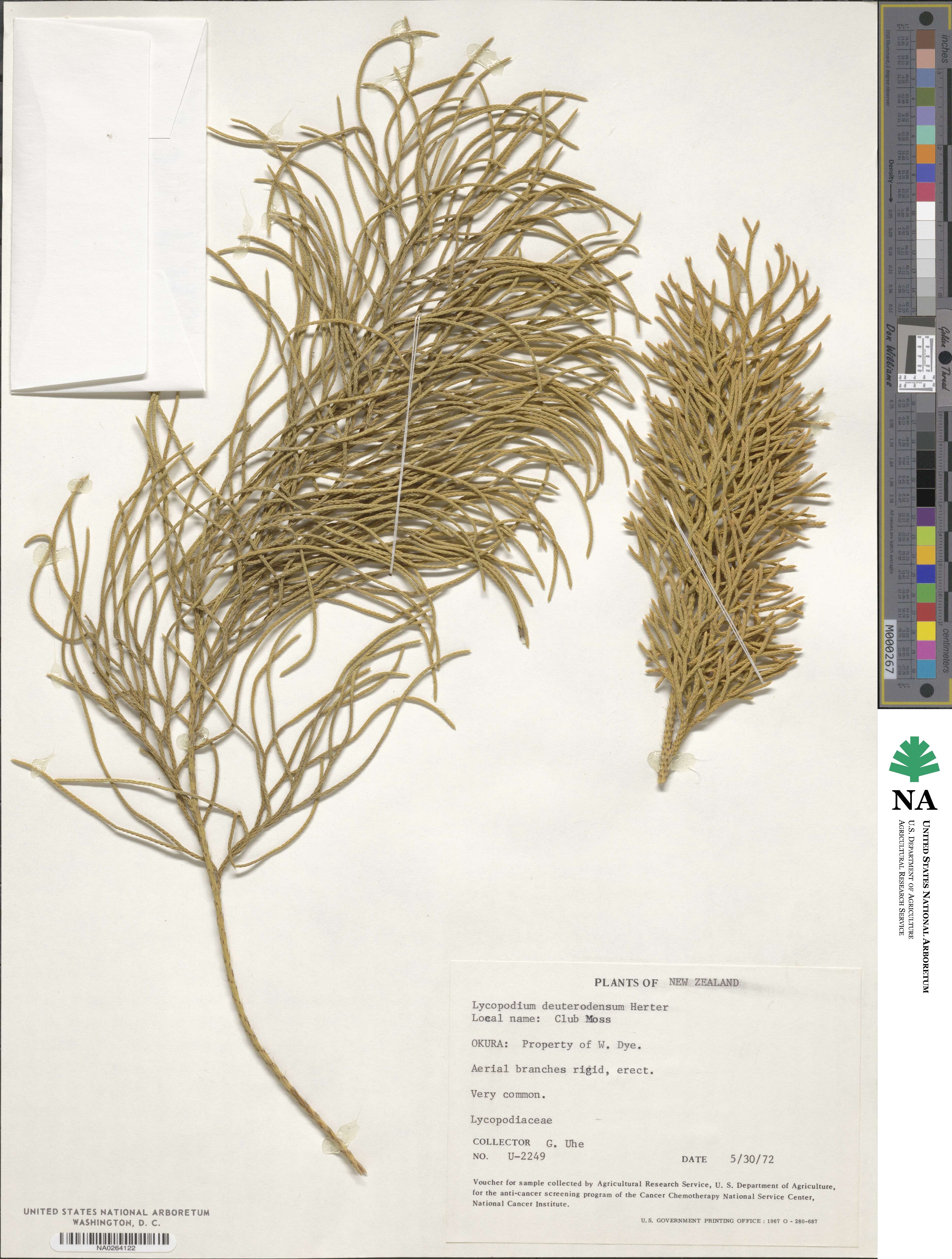 Pseudolycopodium densum image