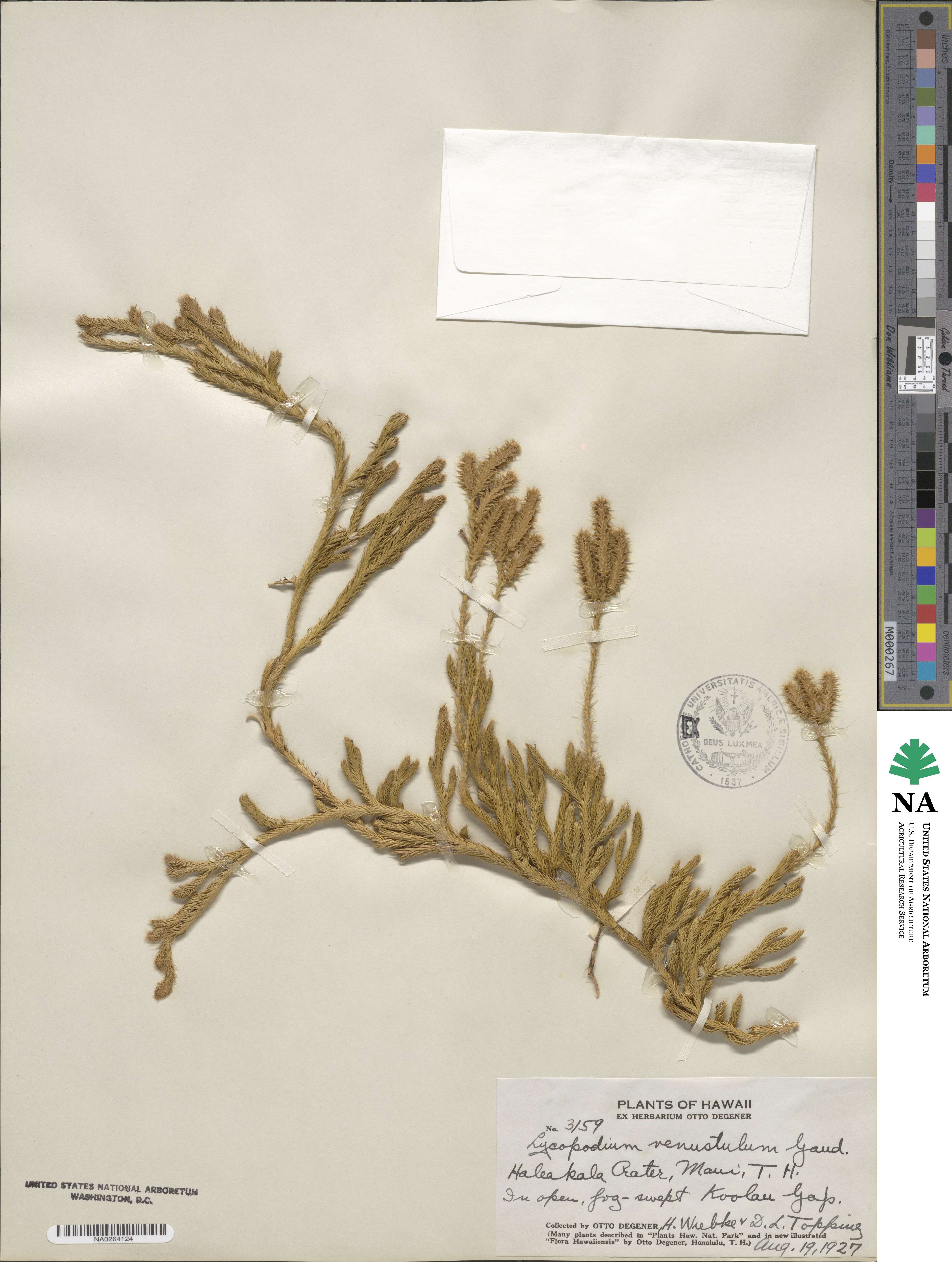 Lycopodium venustulum image