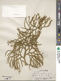 Lycopodium venustulum image