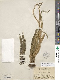 Phlegmariurus fordii image