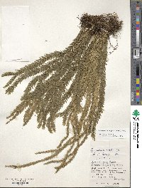 Phlegmariurus fordii image