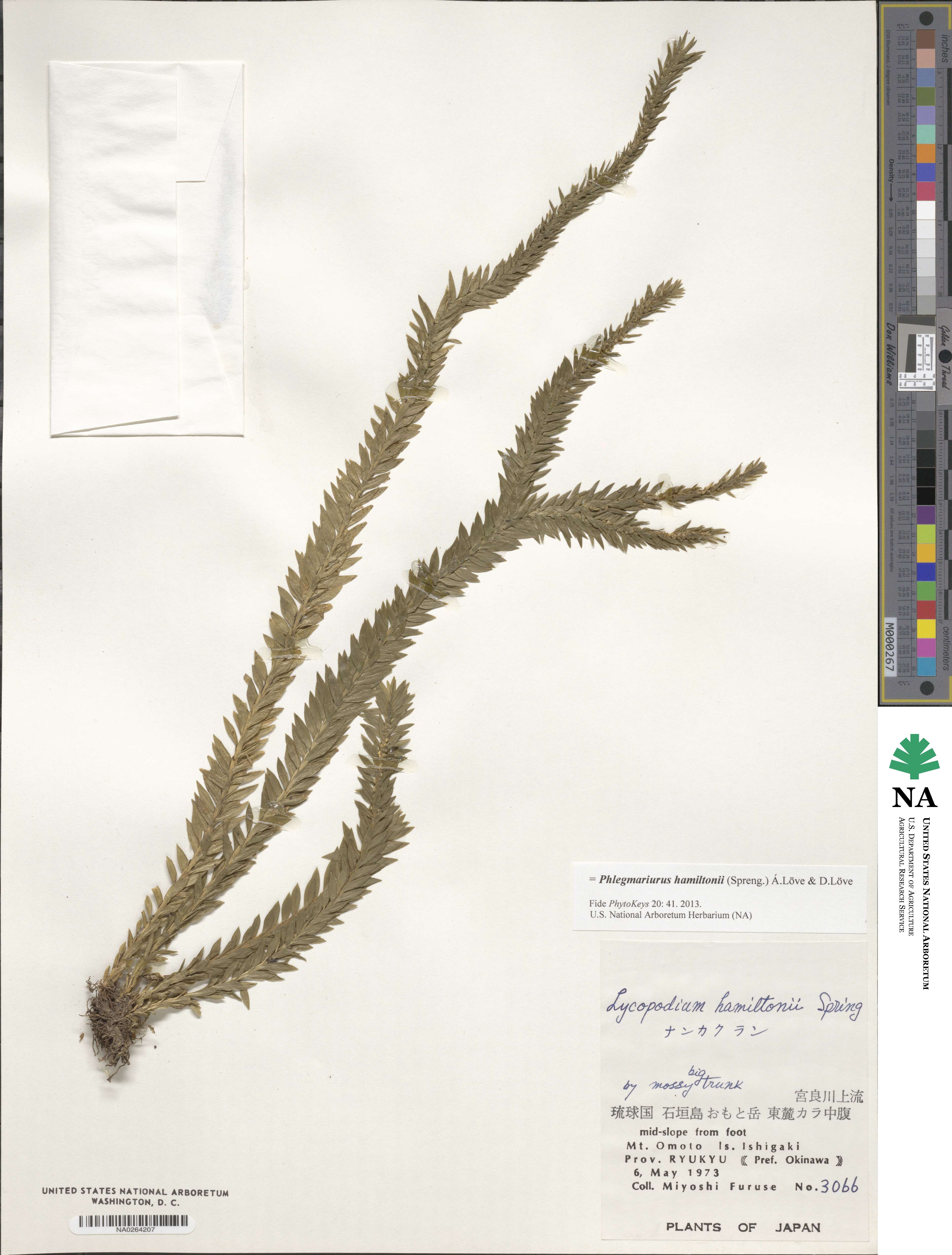 Phlegmariurus hamiltonii image