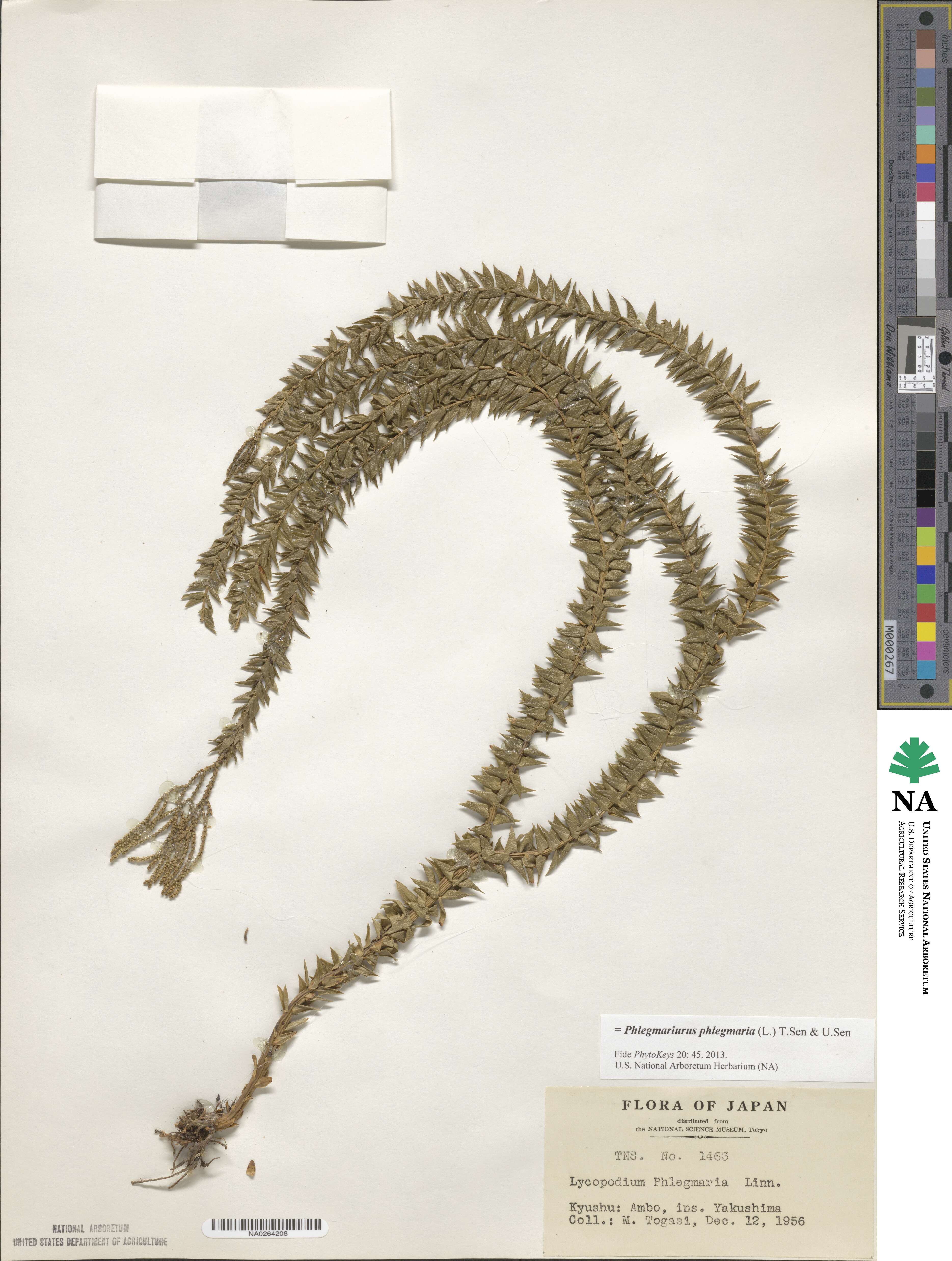 Phlegmariurus phlegmaria image