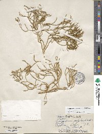 Phlegmariurus filiformis image