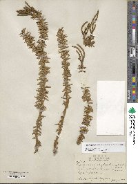 Phlegmariurus phyllanthus image