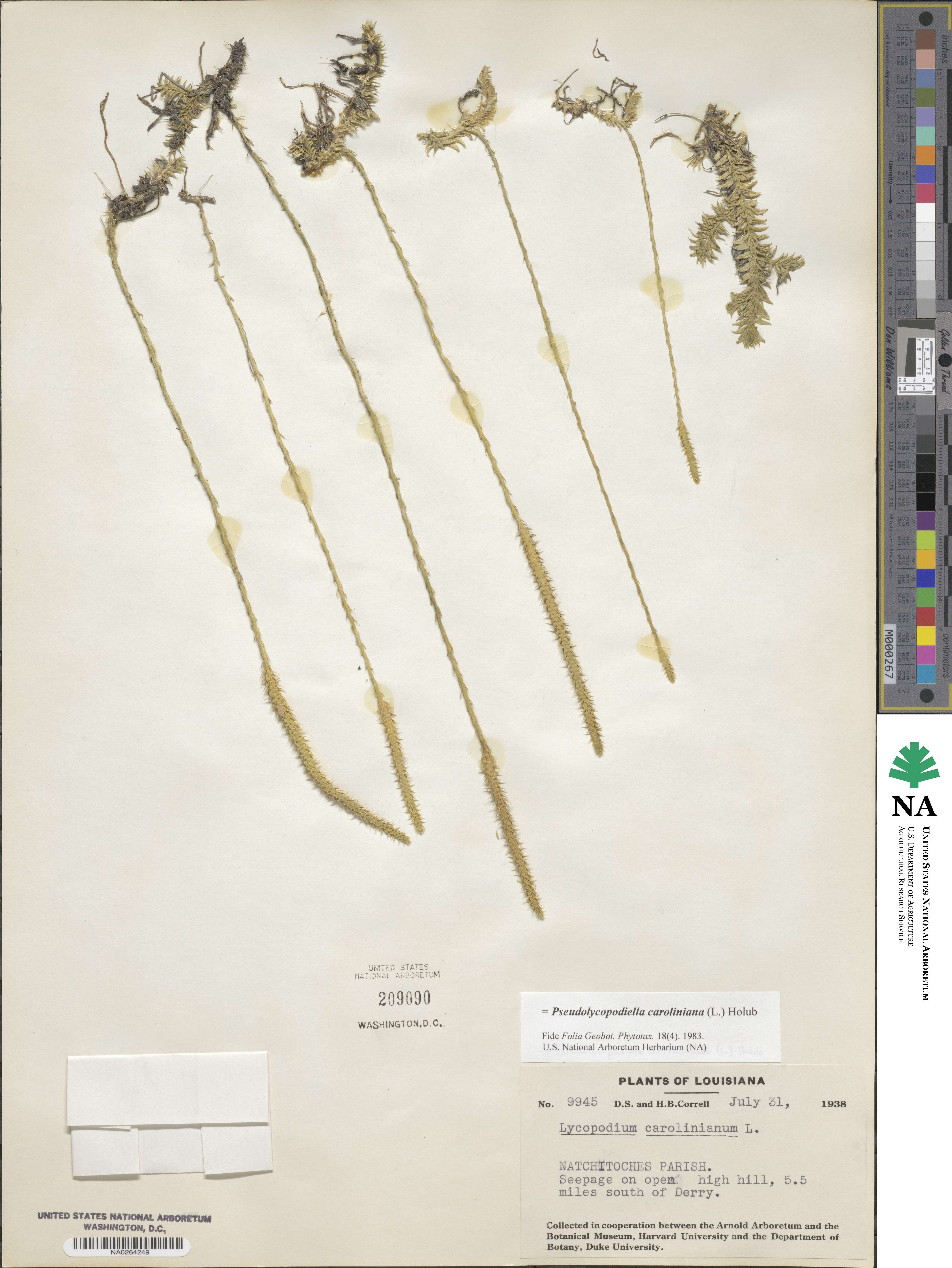 Pseudolycopodiella caroliniana image