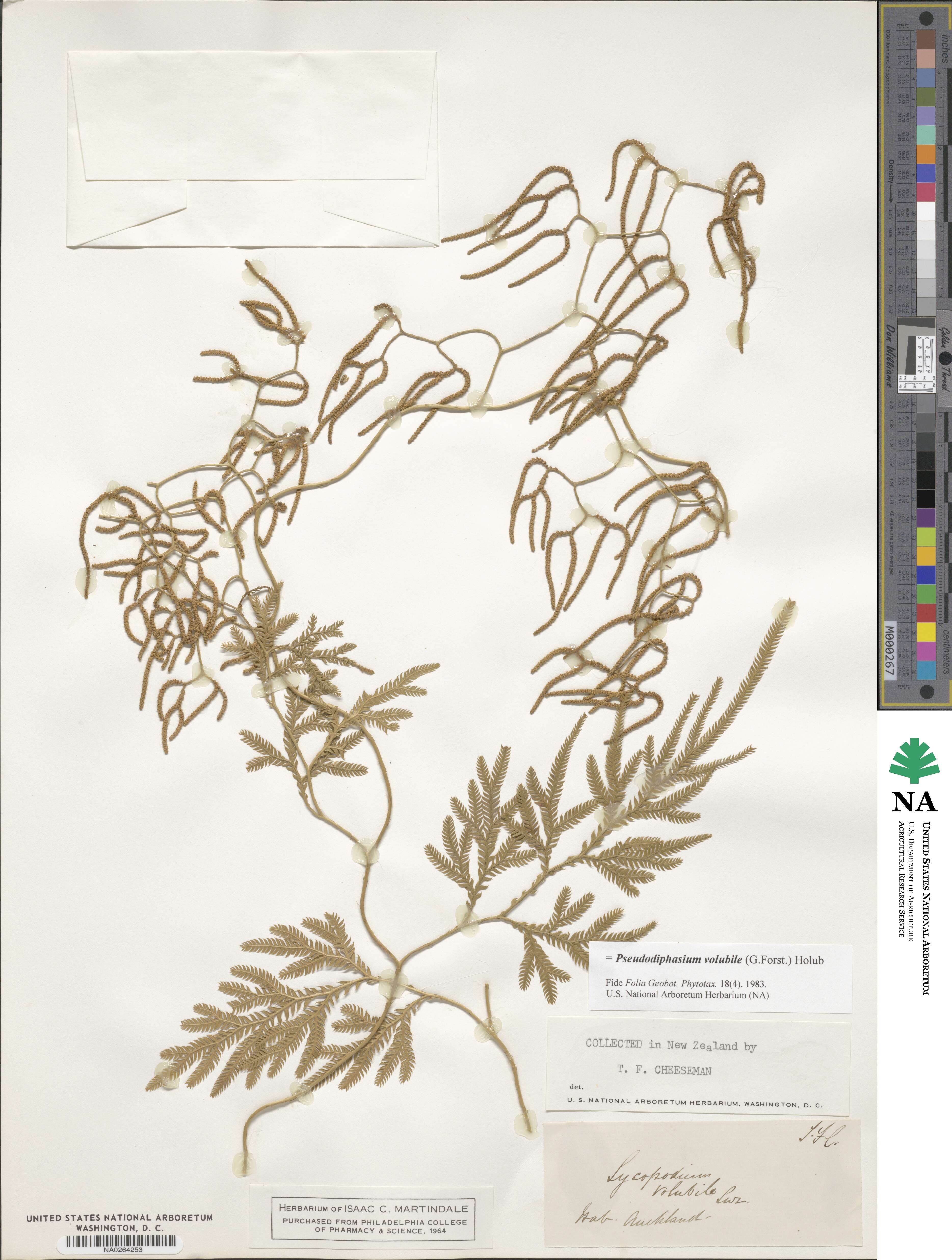 Pseudodiphasium image