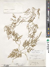 Image of Pseudodiphasium volubile