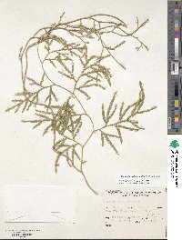 Pseudodiphasium volubile image