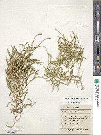 Pseudodiphasium volubile image