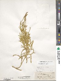 Pseudodiphasium volubile image