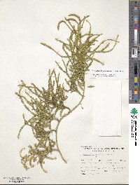 Pseudodiphasium volubile image