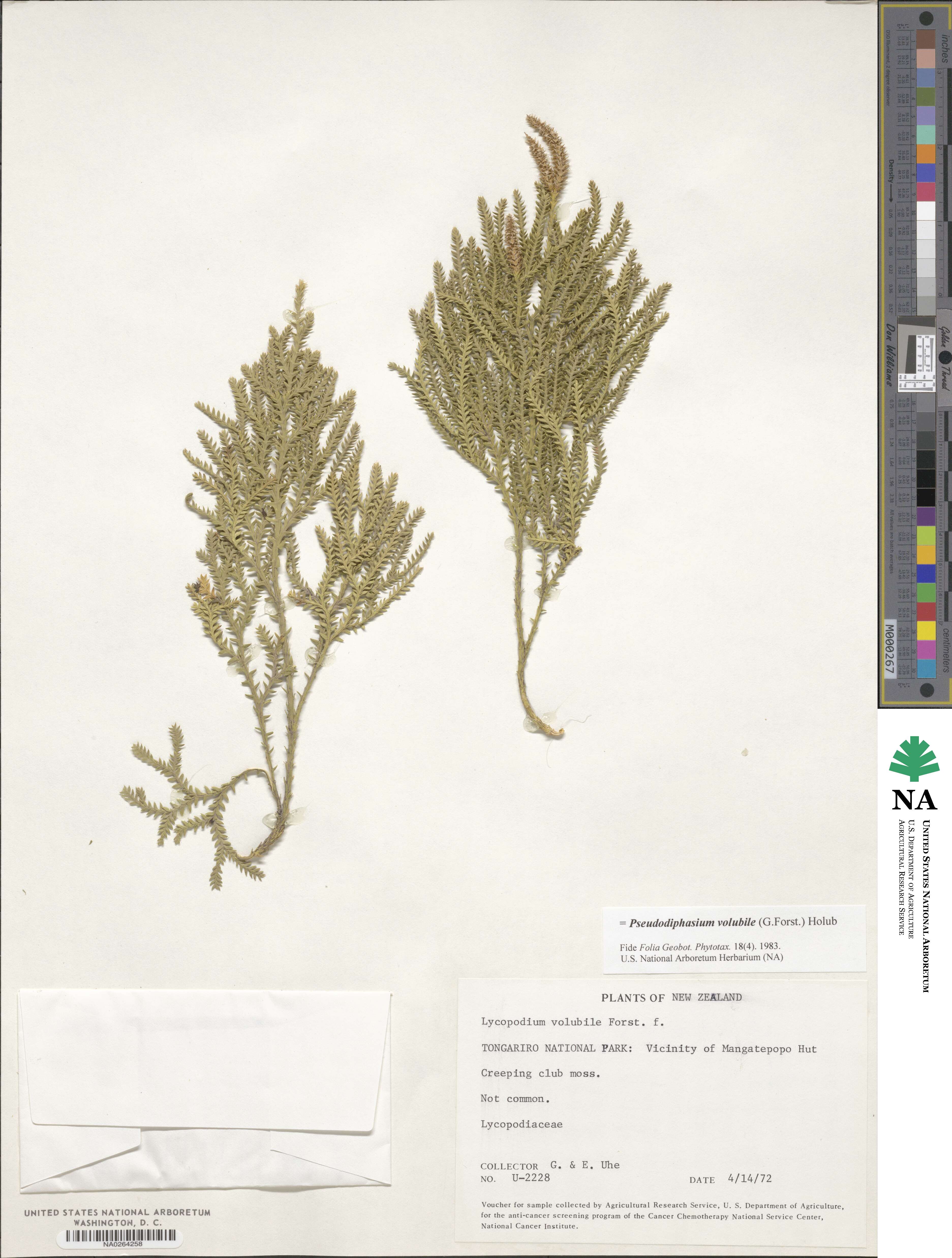 Pseudodiphasium image