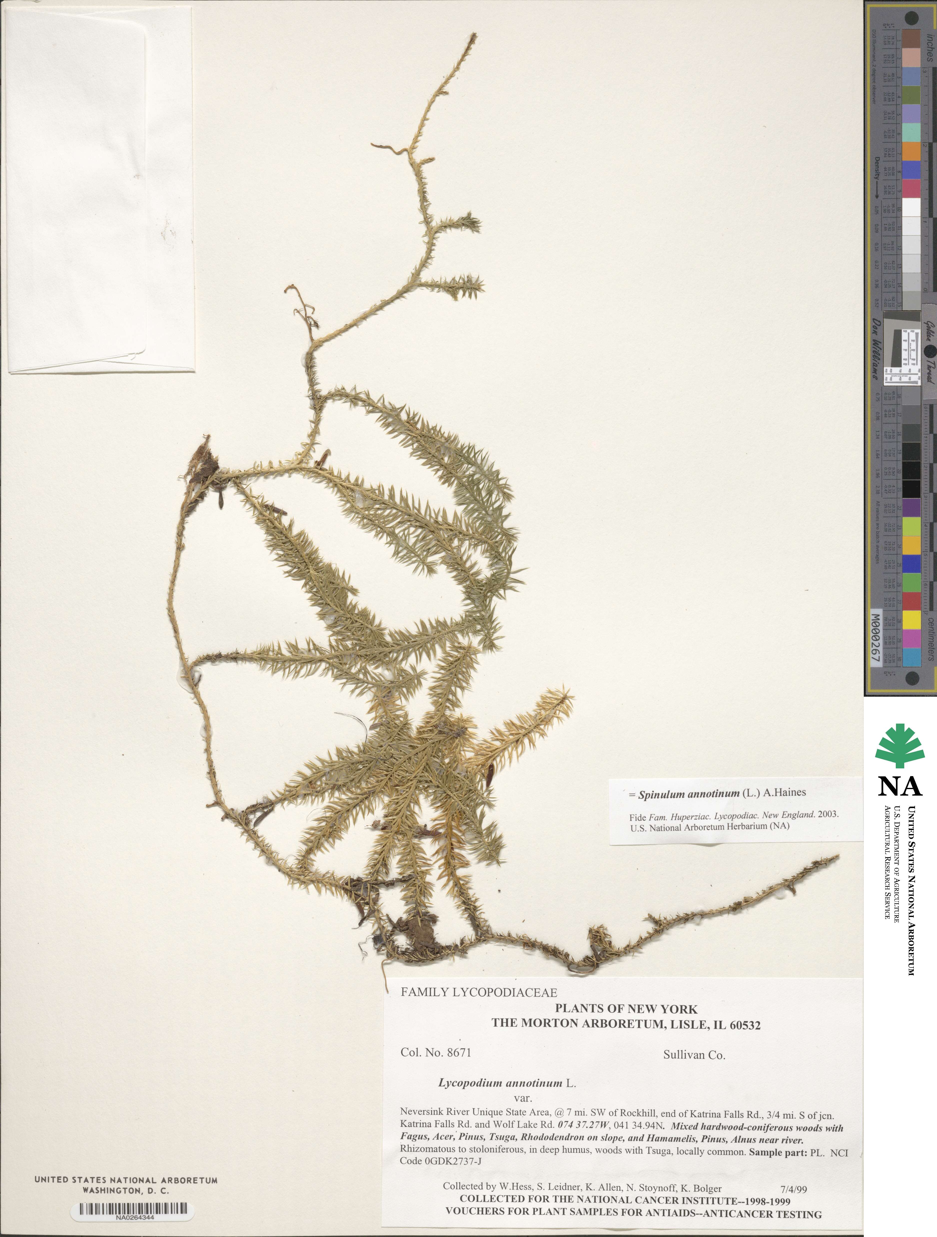 Spinulum annotinum image