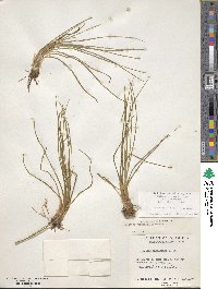 Isoetes caroliniana image