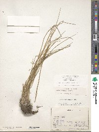 Isoetes caroliniana image