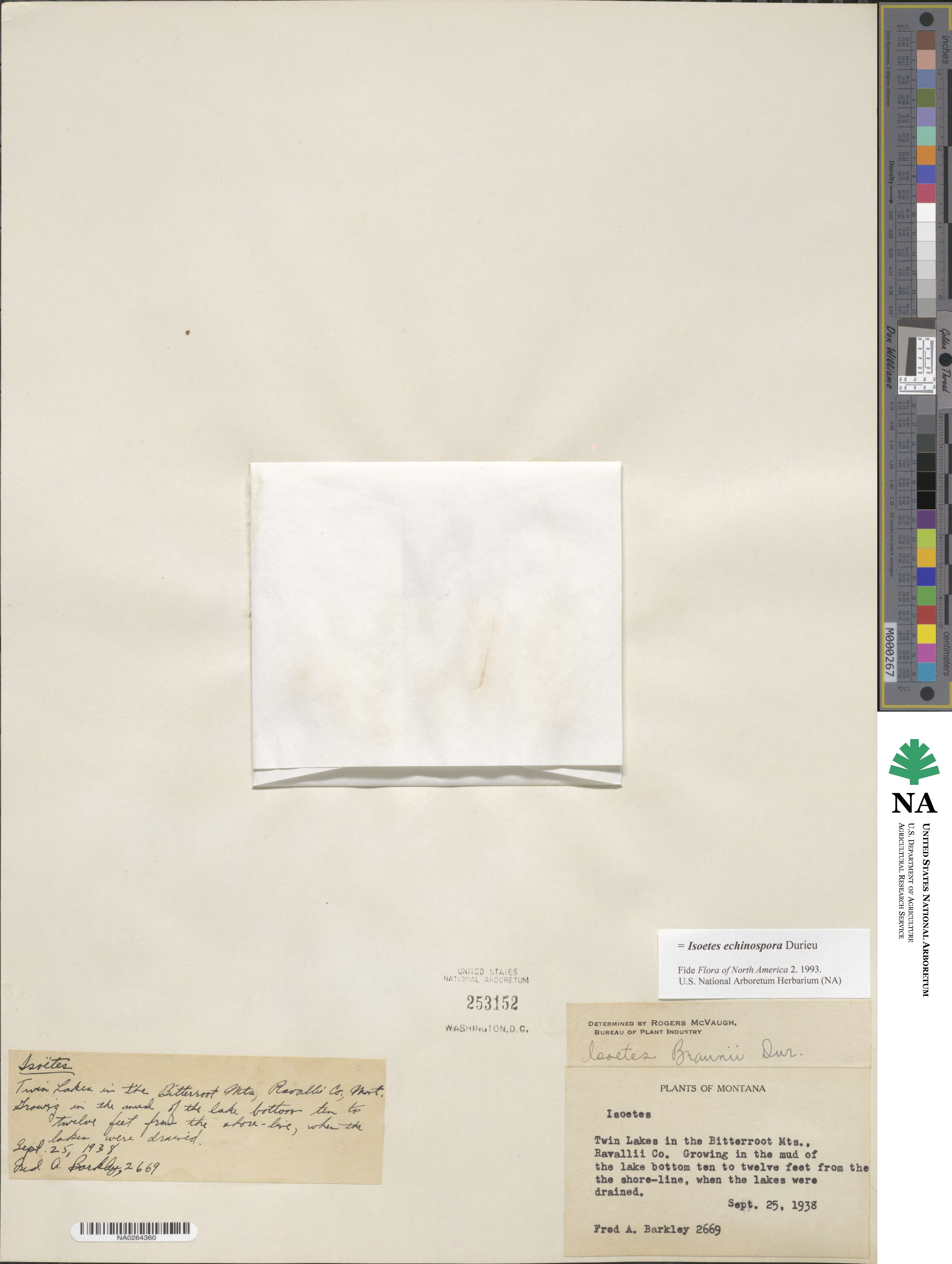 Isoetes echinospora image