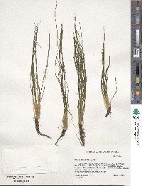 Isoetes engelmannii image