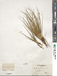 Isoetes engelmannii image