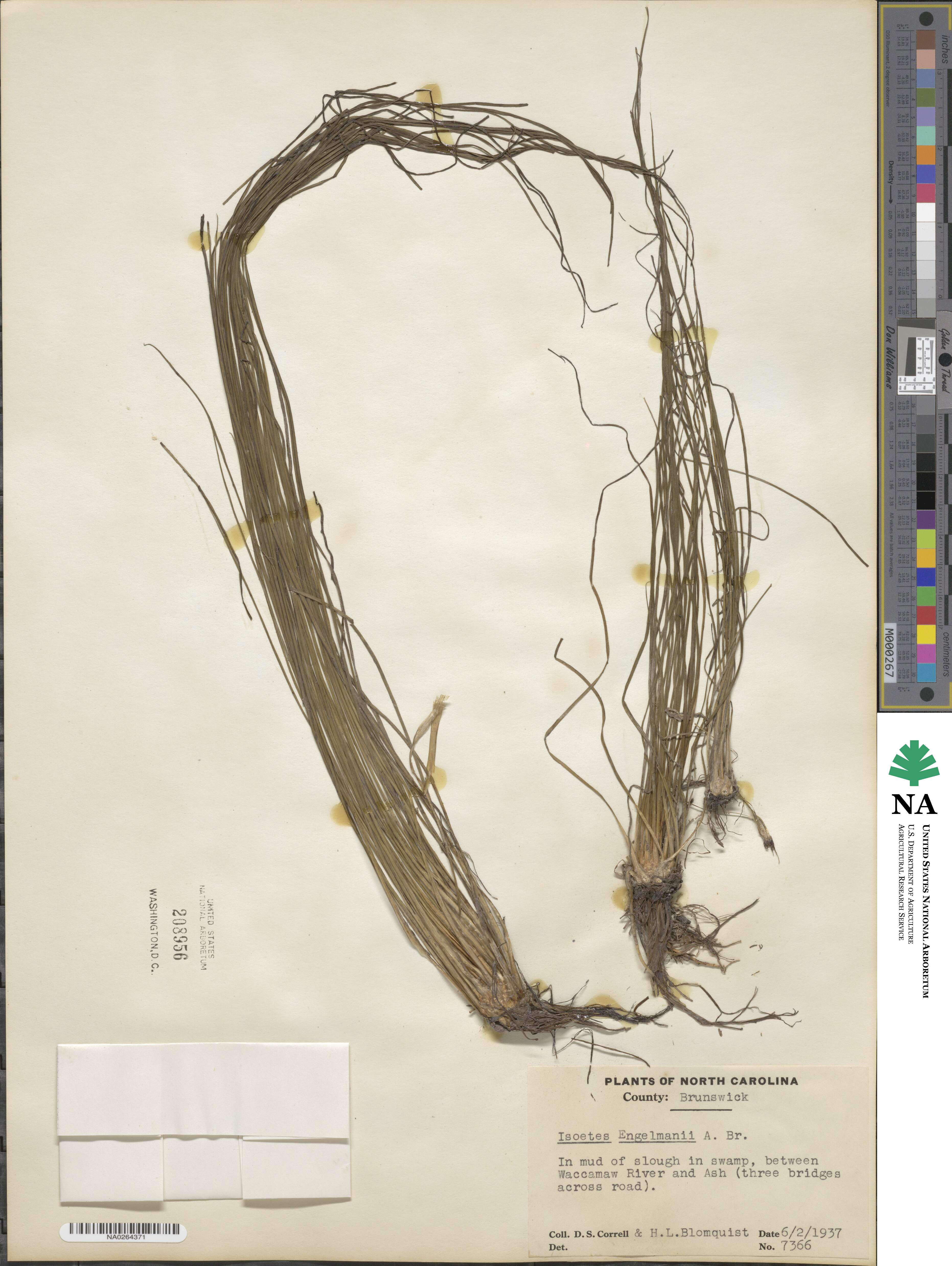 Isoetes engelmannii image