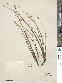 Image of Isoetes flaccida