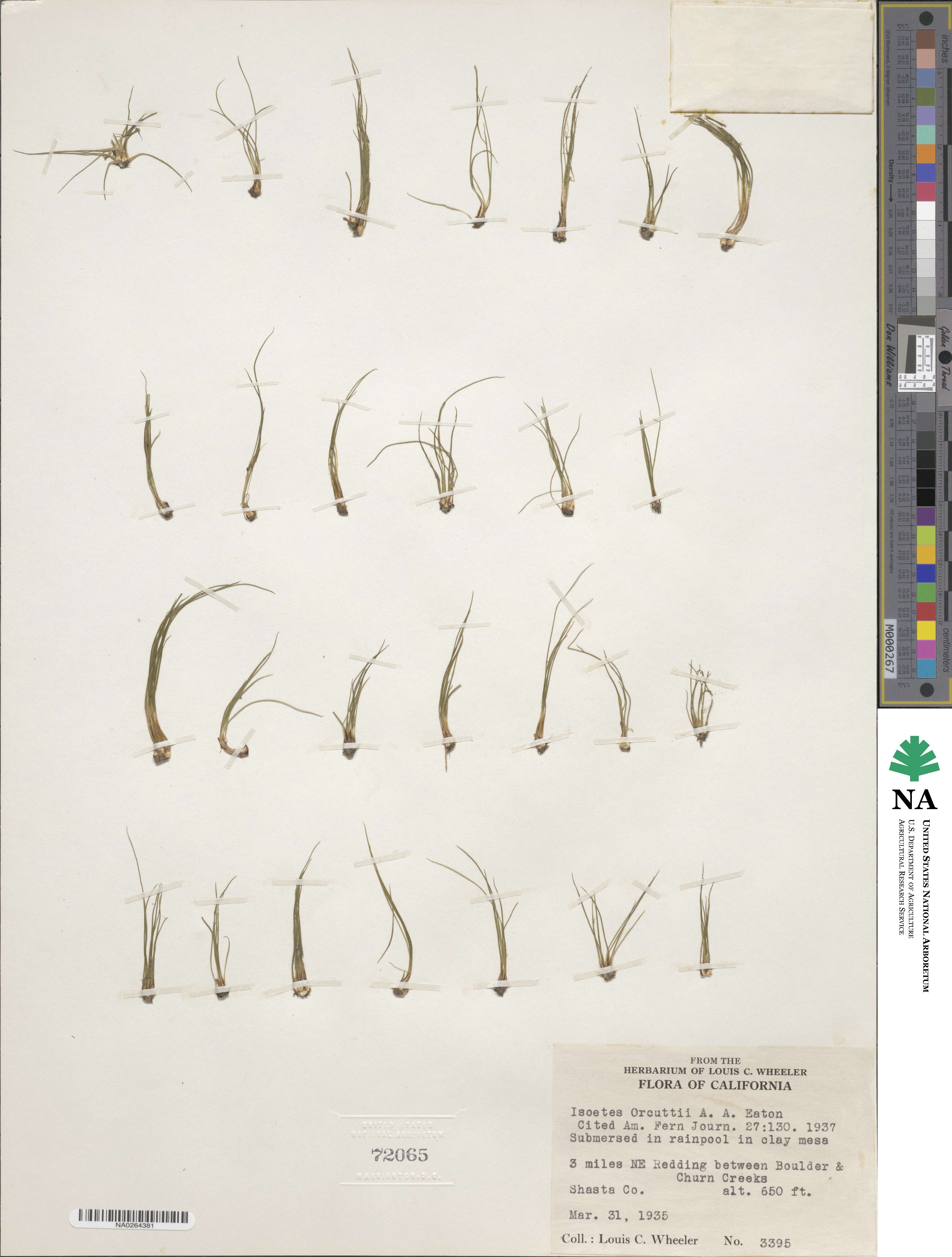 Isoetes orcuttii image