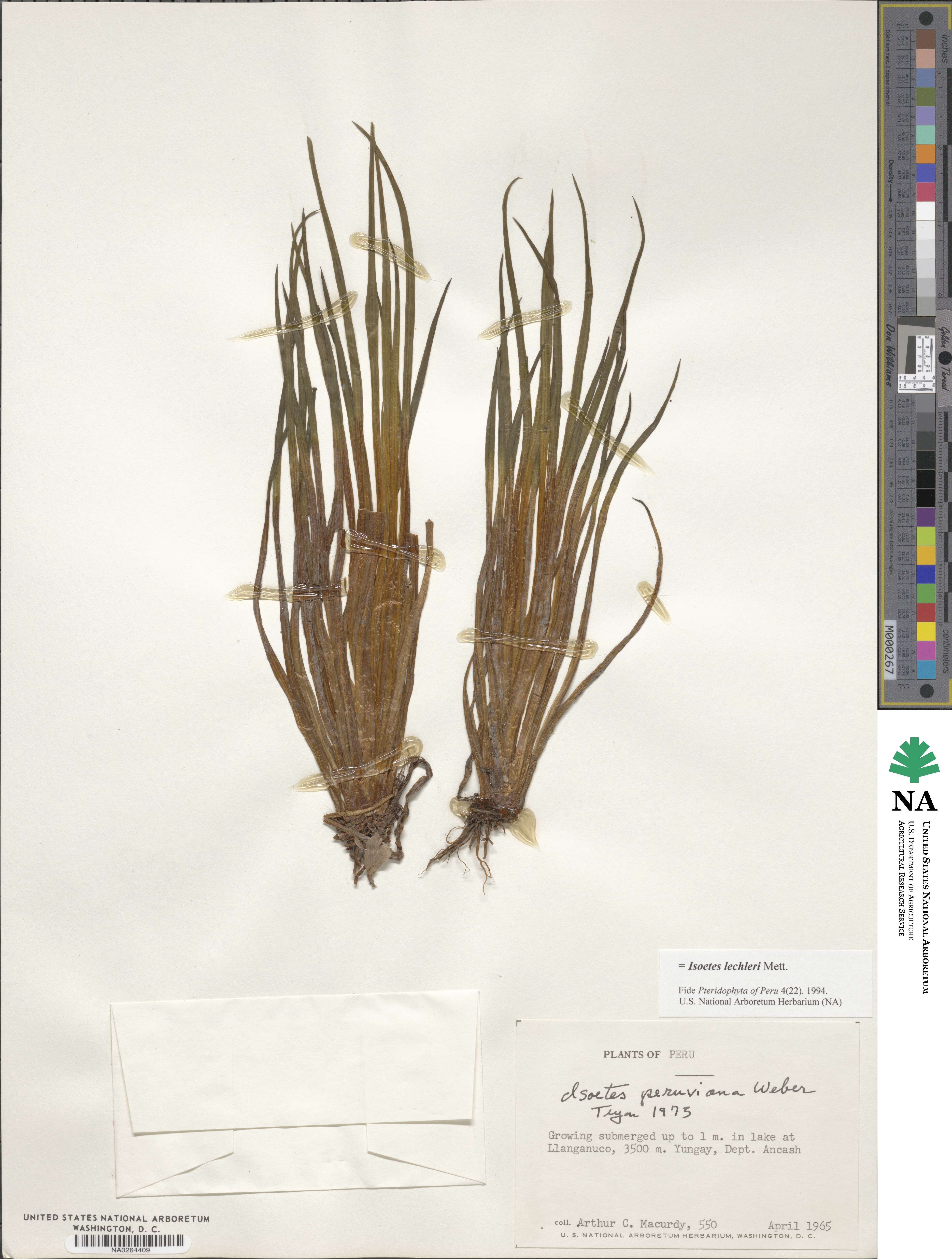 Isoetes lechleri image