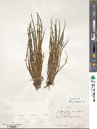 Image of Isoetes lechleri