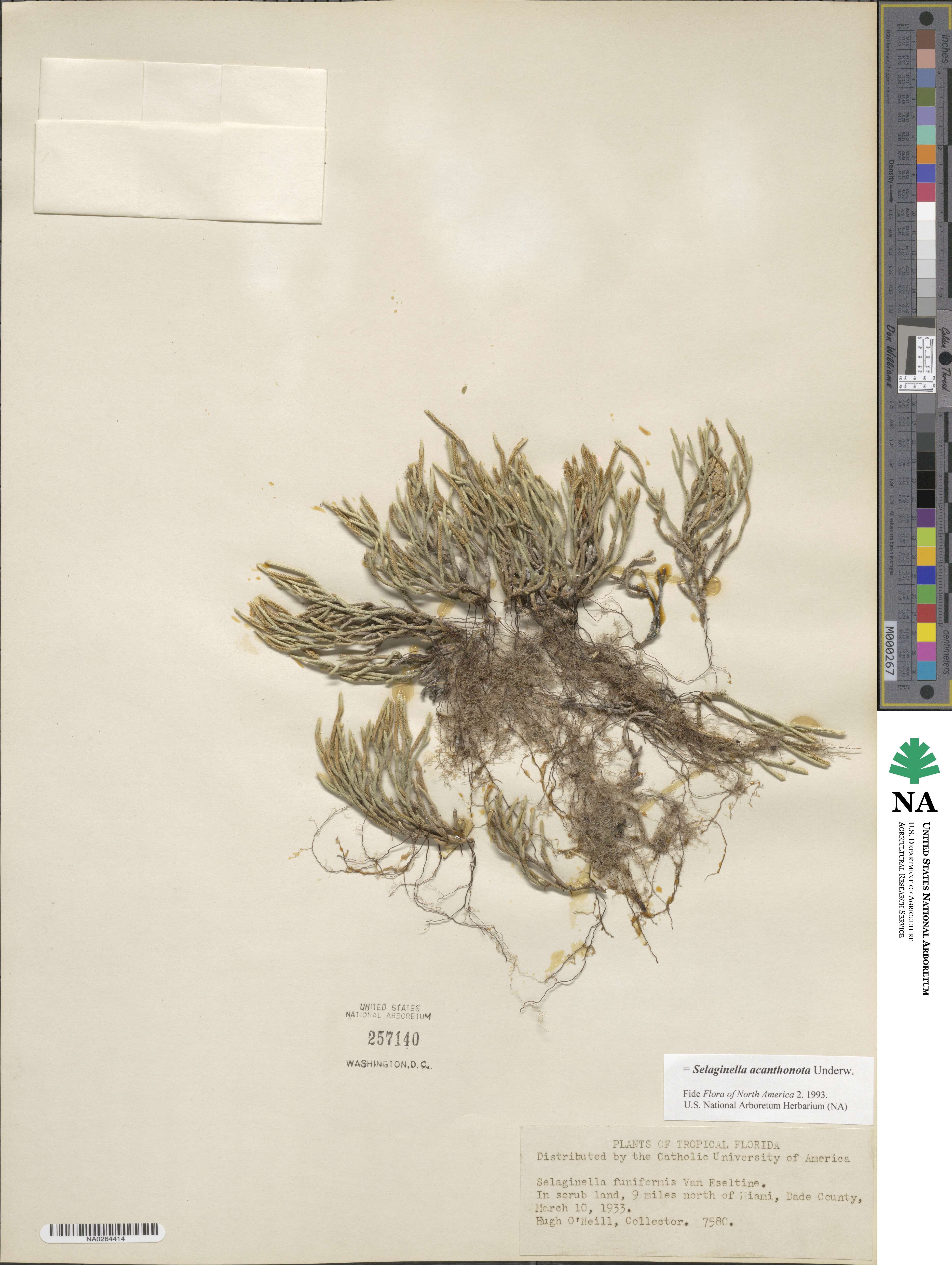 Selaginella acanthonota image