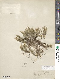 Selaginella acanthonota image