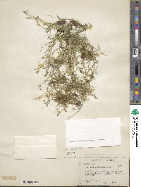 Selaginella apoda image