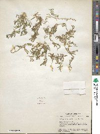 Selaginella apoda image