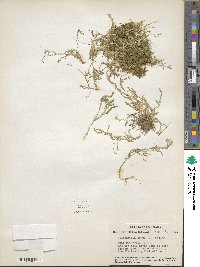 Selaginella apoda image