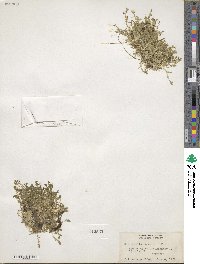 Selaginella apoda image