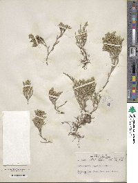 Image of Selaginella bigelovii