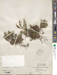 Selaginella bigelovii image