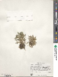 Selaginella bigelovii image