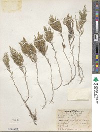 Selaginella bigelovii image