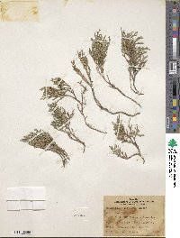 Selaginella bigelovii image