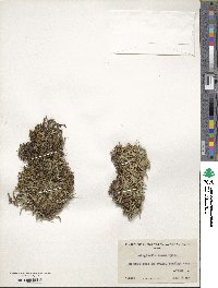 Selaginella densa image