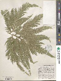 Selaginella flabellata image