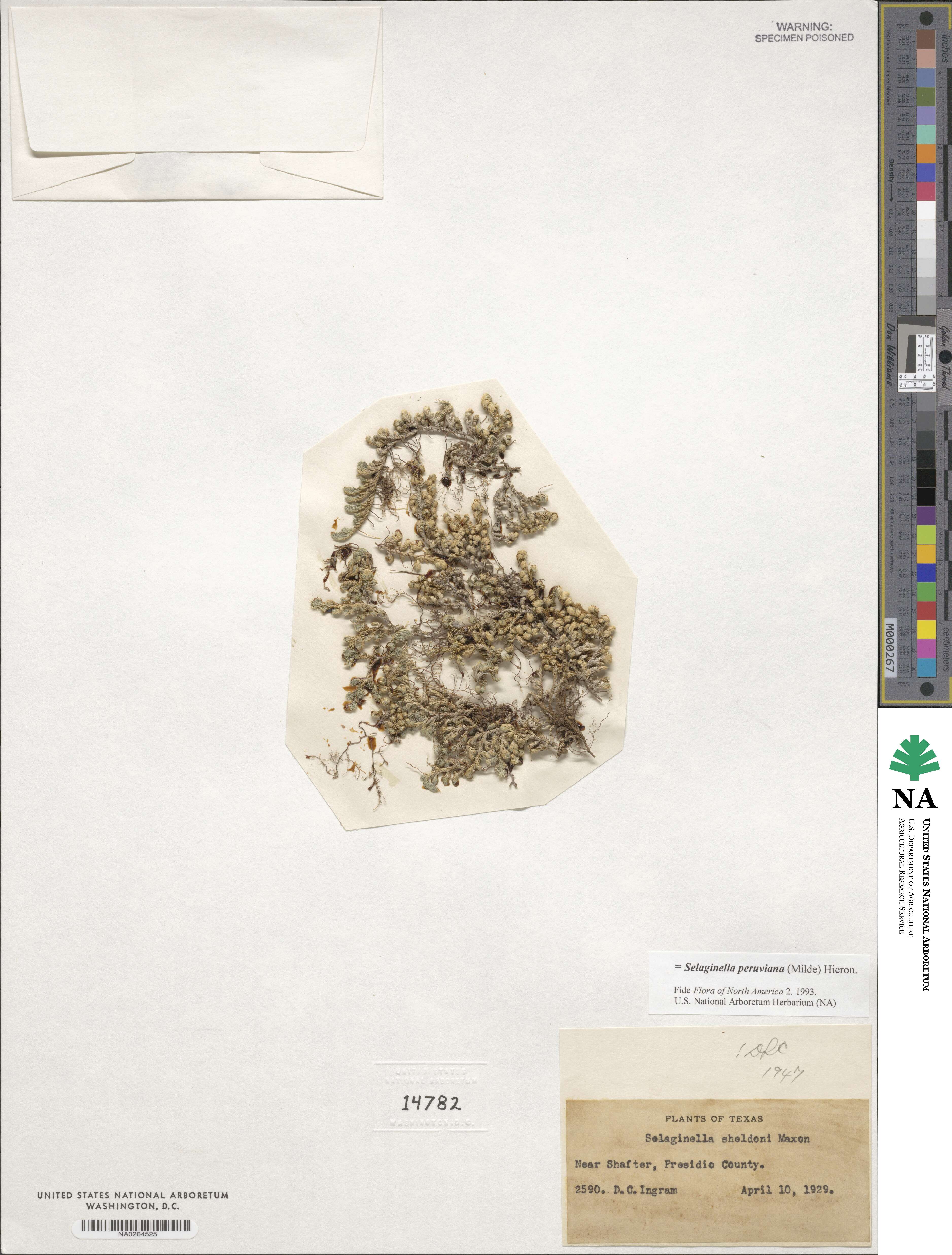 Selaginella peruviana image